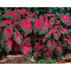 2.5 Qt. Caladium Freida Hemple in 6.33 in. Grower's Pot (2-Pack)