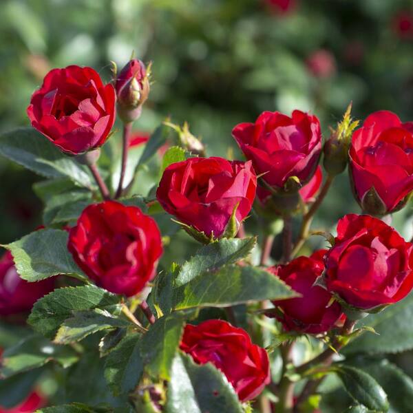 KNOCK OUT Bareroot Petite Knock Out Rose Bush with Red Flowers (2-Pack)