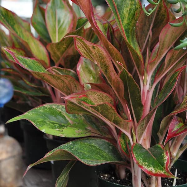 Wekiva Foliage Aglaonema Firecracker-Live Plant in an 8 in