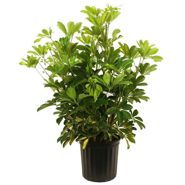 Costa Farms Schefflera Capella Bush in 8.75 in. Grower Pot