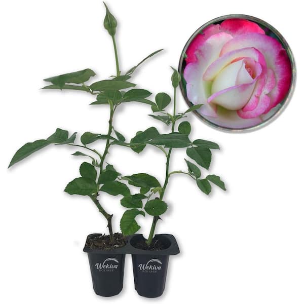Wekiva Foliage Cherry Parfait Rose Bush- 2 Live Starter Plants in 2 in. Pots-Beautiful Rose from Florida