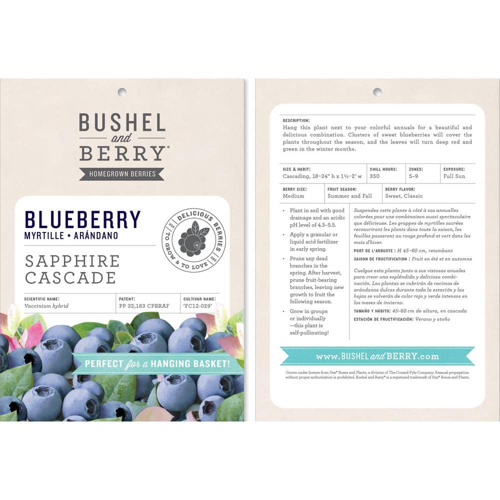Sapphire Cascade Blueberry Plant with Lush Green Foliage