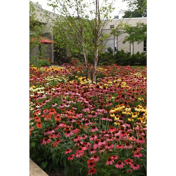 2.5 Qt. Echinacea Coneflower Live Flowering Full Sun Perennial Plant