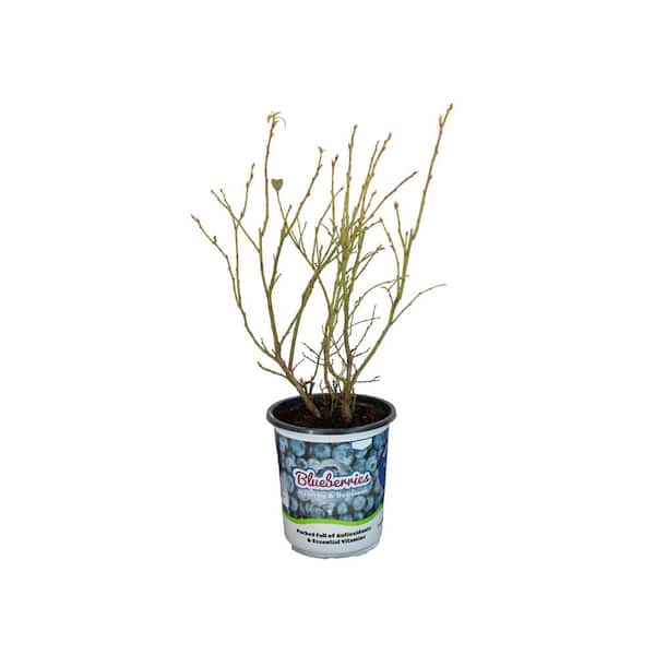 Unbranded 2.5 Qt. Blueberry #1 Assorted Varieties - Shrub