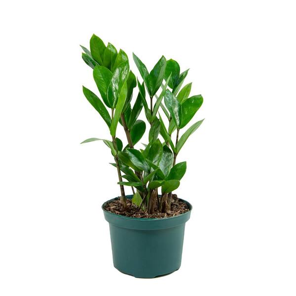 national PLANT NETWORK 6 In. ZZ Plant Zamioculcas Plant in grower pot