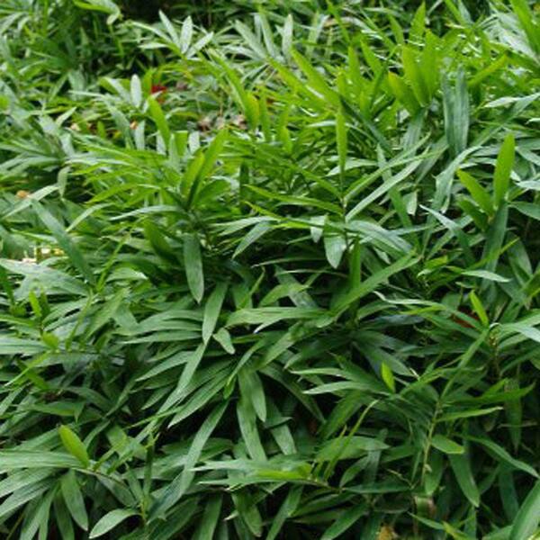 Unbranded 2 gal. Dwarf Fernleaf Bamboo Plant-DISCONTINUED