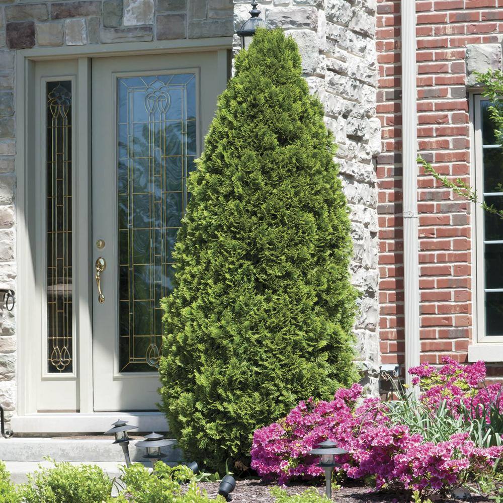 Emerald Green Upright Arborvitae Potted Evergreen Shrub (5-Pack)