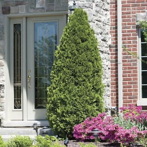 Emerald Green Arborvitae Potted Evergreen Shrub, 5 ft. to 6 ft. Tall (1-Pack)