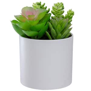 5.5 in. White Mixed Artificial Succulent Arrangement in a Pot