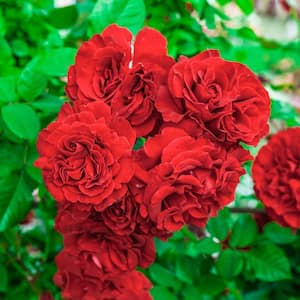 Lady in Red Climbing Rose, Live Dormant Bare Root Plant, (1-Pack)