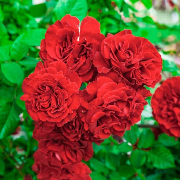 Gardens Alive! Lady in Red Climbing Rose, Live Dormant Bare Root Plant, (1-Pack)