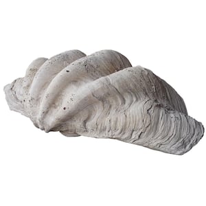 Indian Ocean Clam Shell in Fossil finish