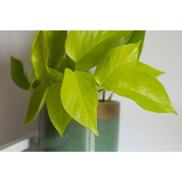 Brasil Philodendron Plant in 4 in. Grower Pot