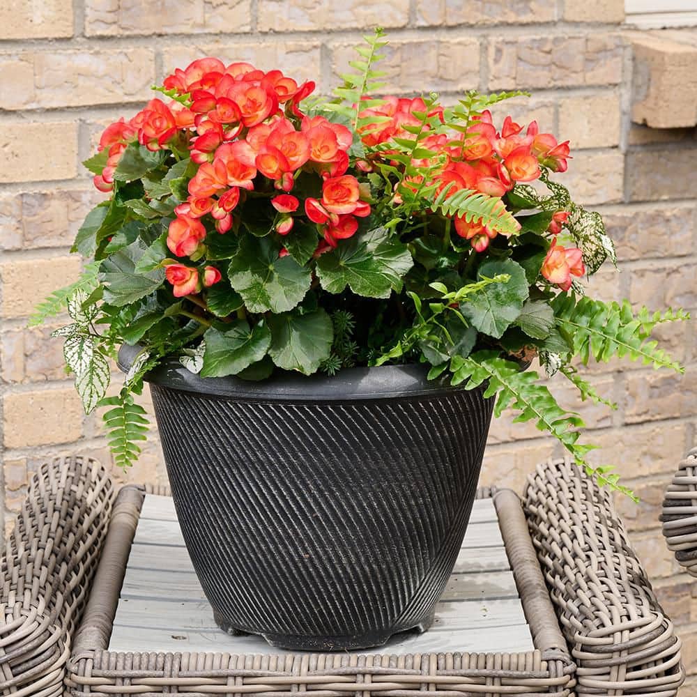 Bella Vita 13 in. Begonia Patio Container Apricot Delight Easy
