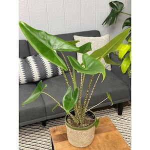 7 in. PW Leafjoy Zebrina Alocasia Live Indoor Plant in Seagrass Pot