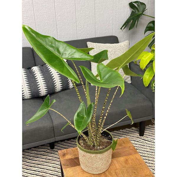 PROVEN WINNERS 7 in. PW Leafjoy Zebrina Alocasia Live Indoor Plant in Seagrass Pot