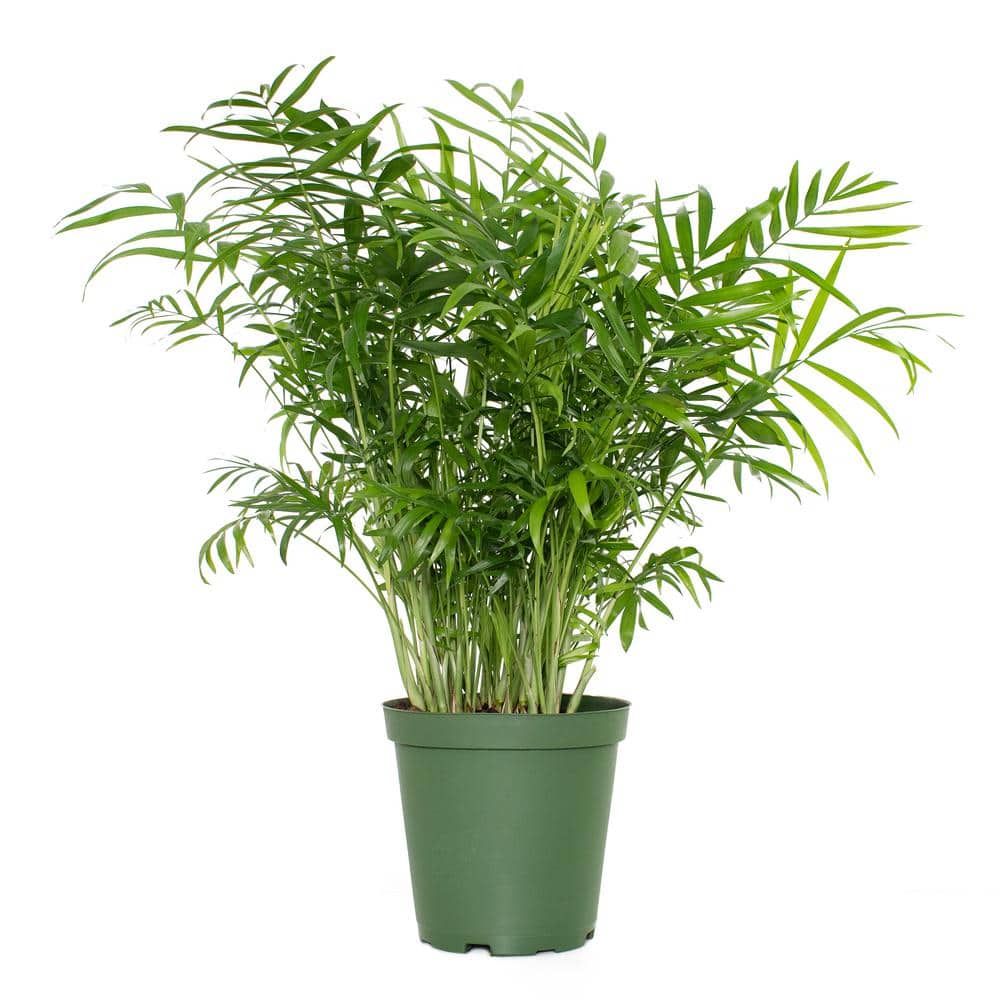 7 in. Cream Ceramic Planter with Parlor Palm Houseplant