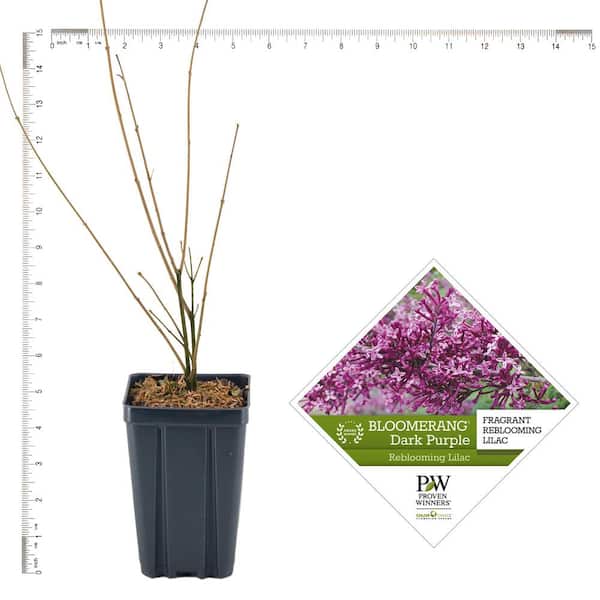 VAN ZYVERDEN 4 in. Proven Winners Syringa Bloomerang Dark