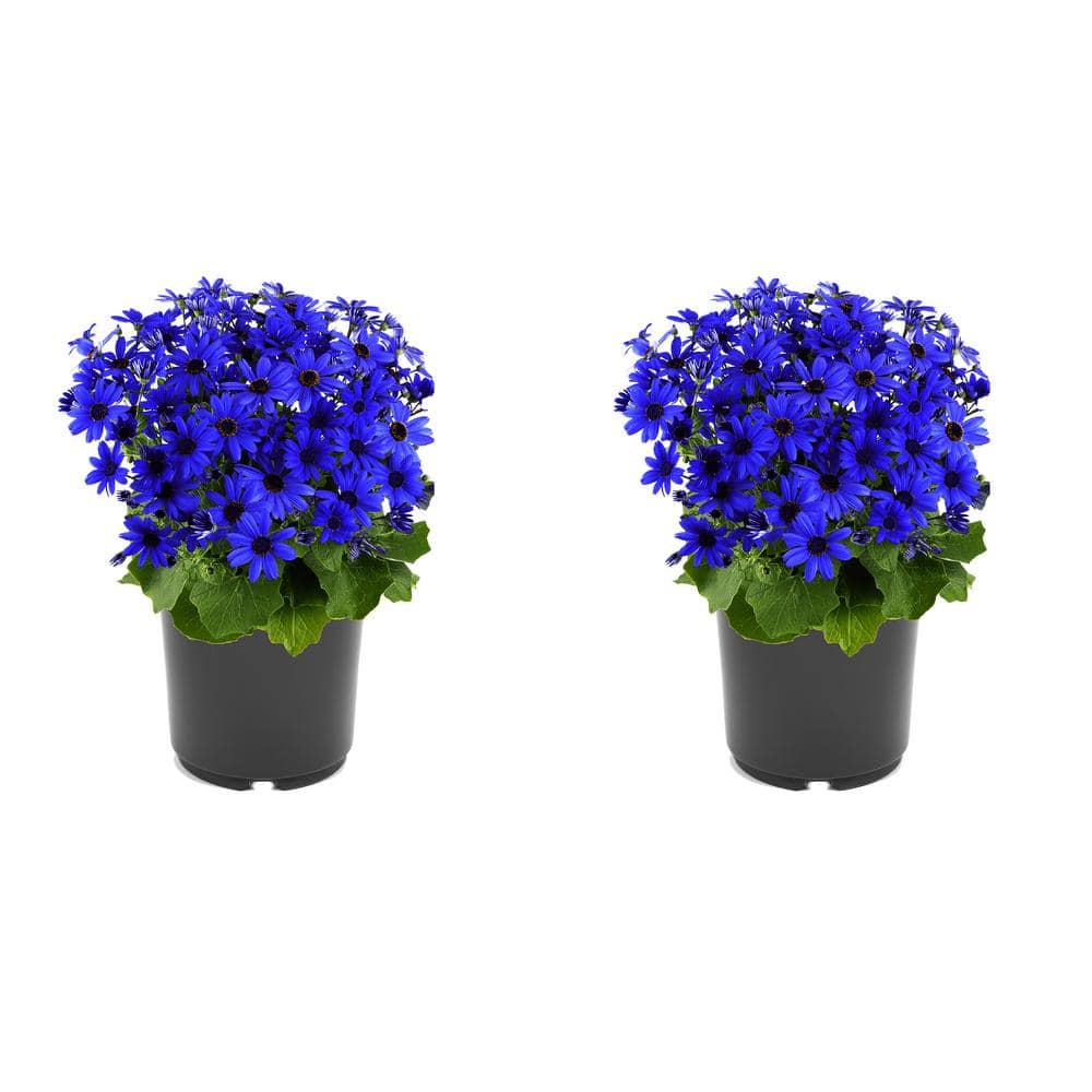 Annual Pericallis Senetti Blue 2.5 qt. - (2-Pack) 2369 - The Home Depot