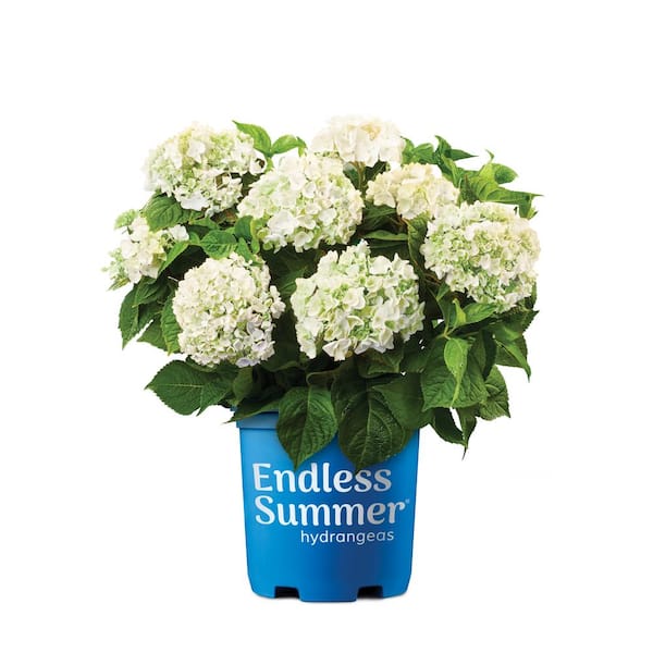 2 Gal. Blushing Bride Bigleaf Hydrangea Flowering Shrub, White to Blush  Pink Flowers