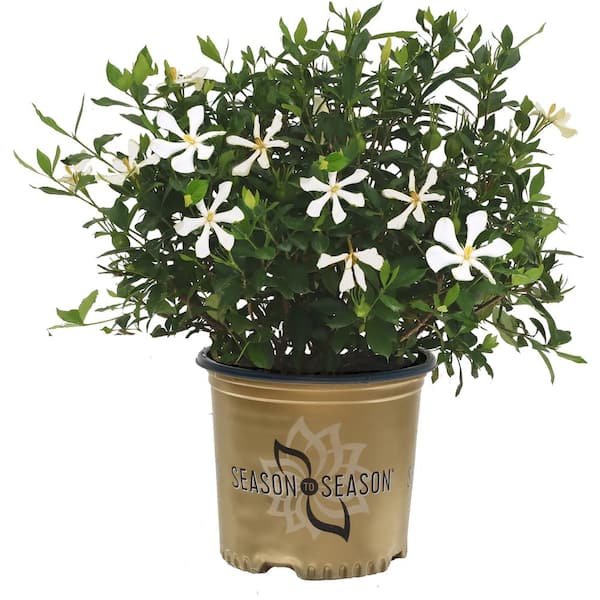 SEASON TO SEASON 1 Gal. Deco Pot Endless Bliss Gardenia Flowering Evergreen Shrub