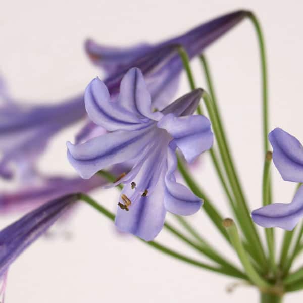 1 Gal. Agapanthus Ever Star Plant