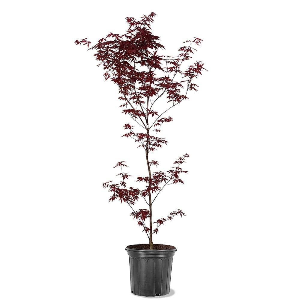 5 gal. Emperor I Japanese Red Maple Deciduous Tree