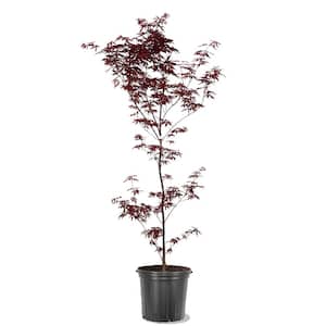 5 gal. Emperor I Japanese Red Maple Deciduous Tree