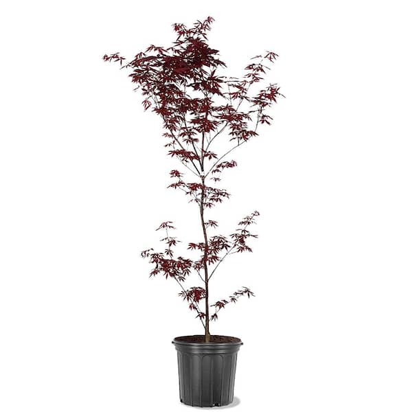 Unbranded 5 gal. Emperor I Japanese Red Maple Deciduous Tree