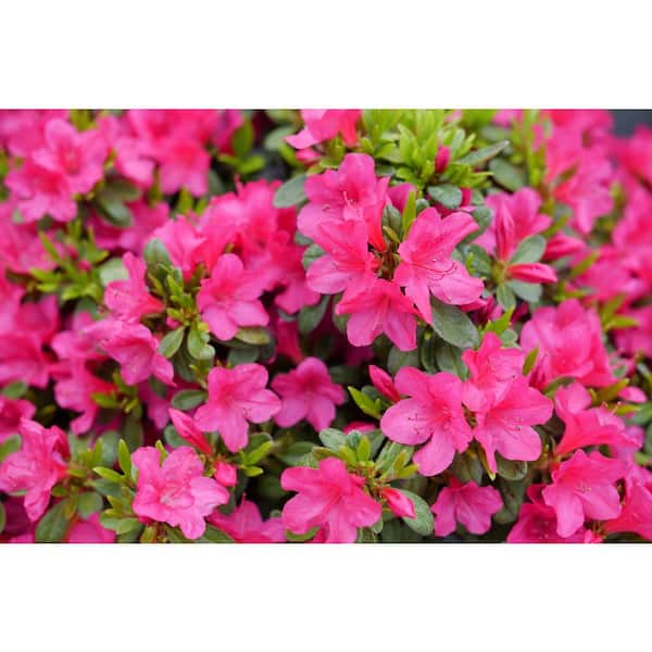 Proven Winners 4.5 in. qt. Perfecto Mundo Fuchsia Carpet Reblooming Azalea (Rhododendron x) Live Flowering Shrub with Pink Flowers