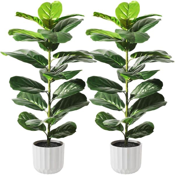 monstera leaf 30