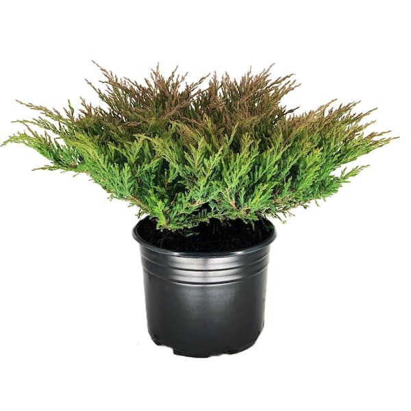 Unbranded 2.25 Gal Youngstown Juniper (Juniperus h. Youngstown) Evergreen Shrub 1-Each