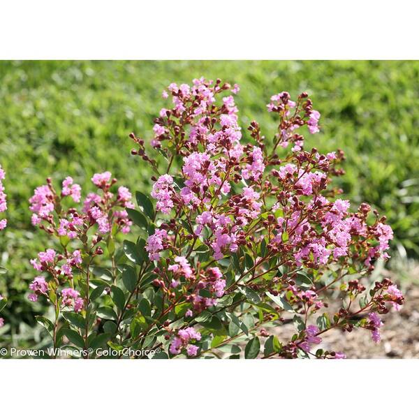 PROVEN WINNERS 4.5 in. qt. Infinitini Orchid Crapemyrtle (Lagerstroemia) Live Shrub, Purple Flowers