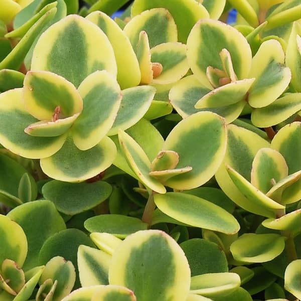 national PLANT NETWORK 4 in. Sedum Lime Twister Perennial Plant (3-Pack)