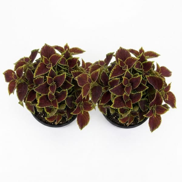 Vigoro 2.5 Qt Kong Jr. Scarlet in Grower's Pot (2-Packs