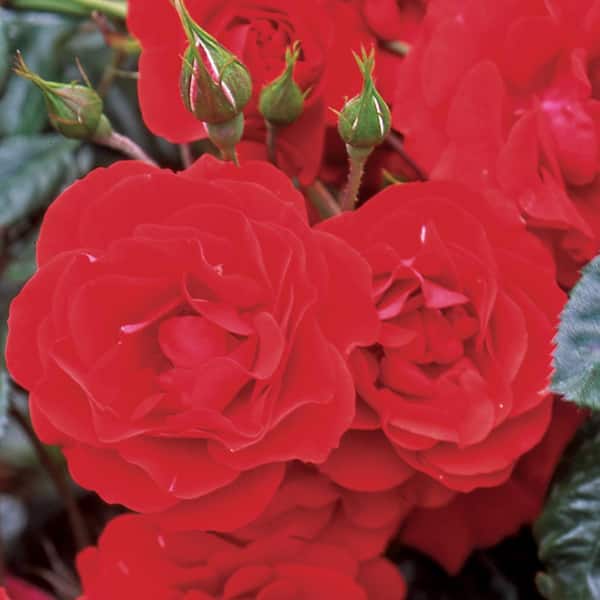 ALTMAN PLANTS 8 QT. True Bloom True Passion with Orange/Red Flowers