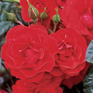 BELL NURSERY 2 Gal. Japanese Rose (Rosa rugosa) Live Shrub with Pink  Flowers ROSA2JAPN1PK - The Home Depot
