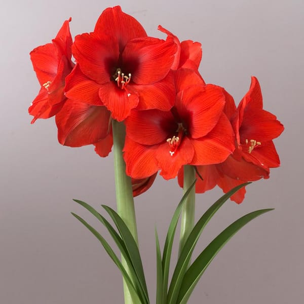 VAN ZYVERDEN Mega Amaryllis Orange Souvereign Bulb