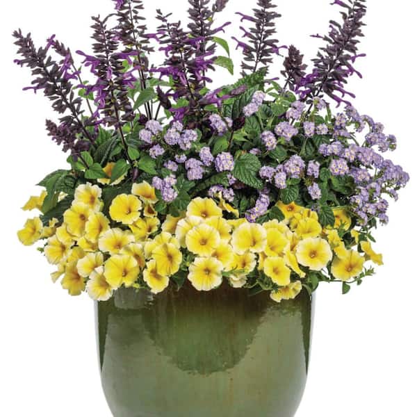 Proven Winners 4.25 in. Eco+ Grande Supertunia Saffron Finch