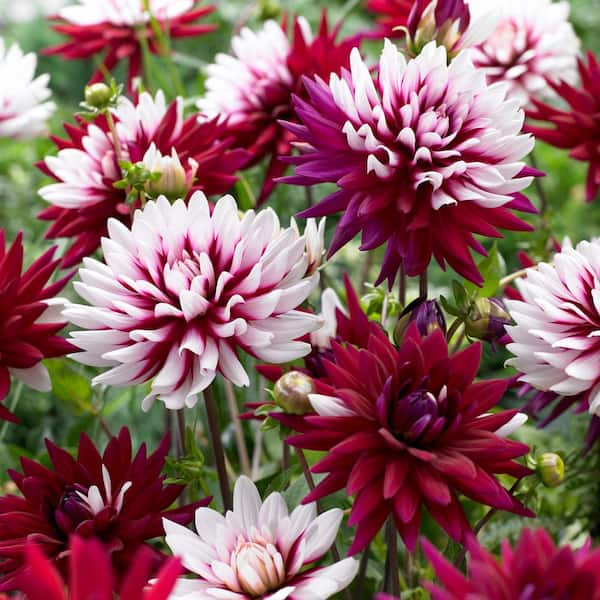 VAN ZYVERDEN Dahlias Rebecca's World Bulbs (Set of 5)