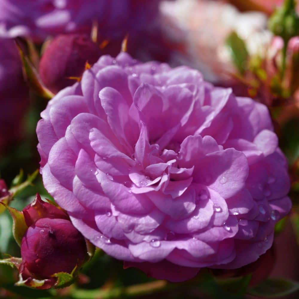 national PLANT NETWORK Bare Root Angel Face Rose with Purple