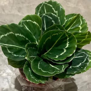 Calathea Green Lipstick-Live Plant in 4 Inch Growers Pots-Calathea Roseopicta 'Green Lipstick'-Easy Care