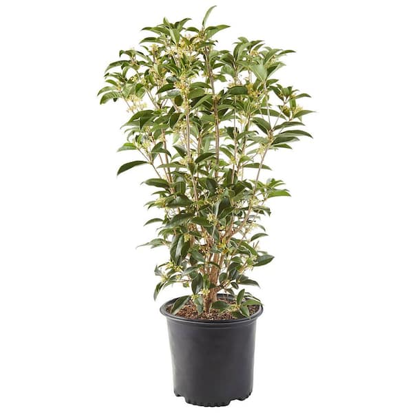 Unbranded 2.25 Gal. Osmanthus Tea Olive Shrub with White Fragrant Flowers