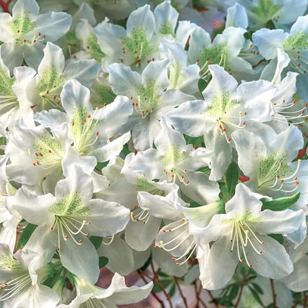 national PLANT NETWORK 2.25 Gal. Azalea Glacier Flowering Shrub with White Blooms