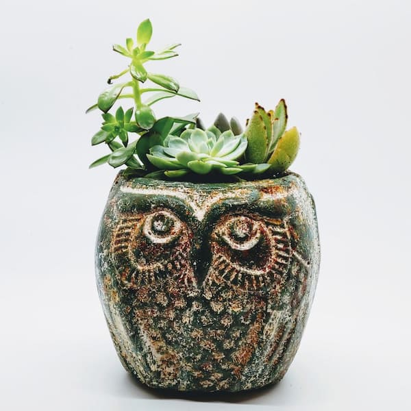 6 in. Succulent Owl Planter