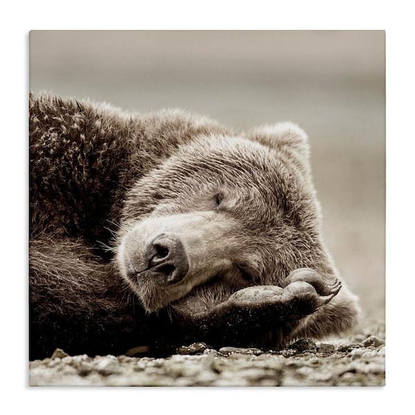 Cozy Sleeping Bear by Danita Delimont Unframed Graphic Art Print Animal 24 in. x 24 in.