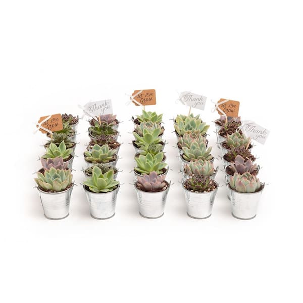 The Succulent Source 2 in. Wedding Event Rosette Succulents Plant with Tin Metal Pails and Thank You Tags (100-Pack)