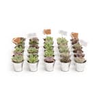 2 in. Wedding Event Rosette Succulents Plant with Tin Metal Pails and Thank You Tags (100-Pack)