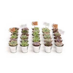 2 in. Wedding Event Rosette Succulents Plant with Tin Metal Pails and Thank You Tags (140-Pack)