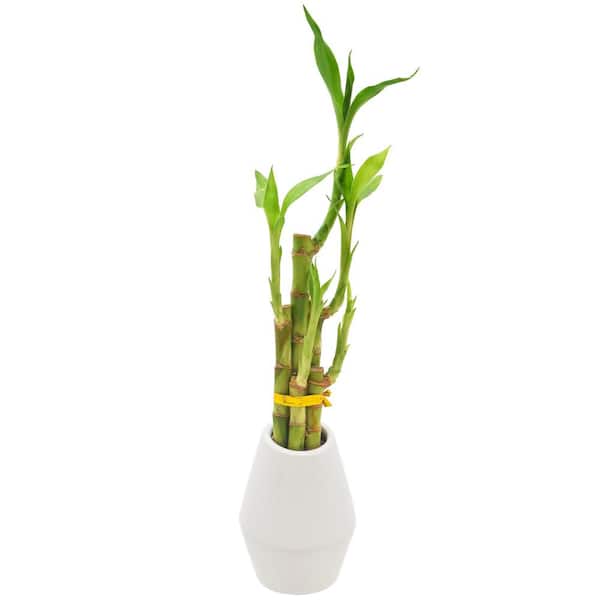 Arcadia Garden Products 3-1/2 in. 5-Stem Lucky Bamboo Dimensions II White Ceramic Planter